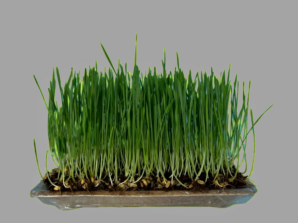 Wheatgrass Tray