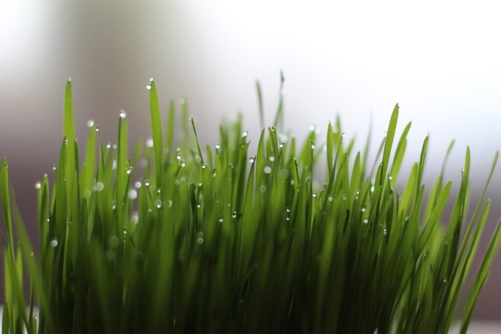 grass, nature, waterdrop, wheatgrass Bangalore